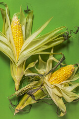 Beautiful fresh two corn maze on a green background