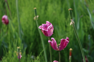 花びらが落ち始めたチューリップの花