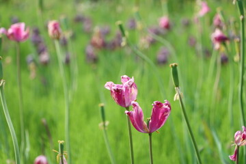 Obraz premium 花びらが落ち始めたチューリップの花