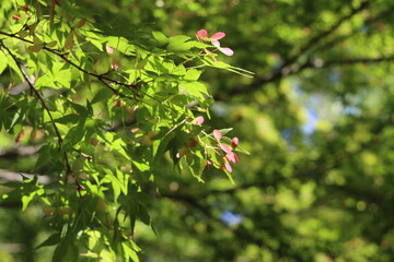 新芽が出てきたカエデの葉