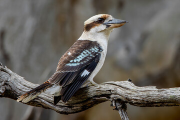 Laughing Kookaburra (Dacelo novaeguineae), Woodlands Historic Park.