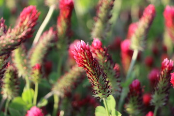 鮮やかな赤い花(クリムソンクローバー)が咲く
