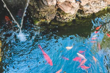 decorative fish carp koi at home in the pond.