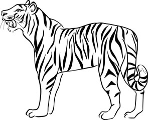 Monochrome line drawing illustration of a sideways tiger, zodiac