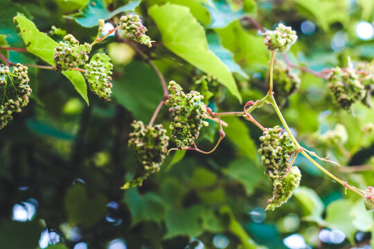 Vine leaves affected by insects from the Phylloxeridae family. Grape phylloxera disease.