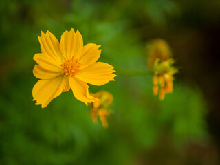 yellow flower
