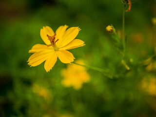 yellow flower in the garden