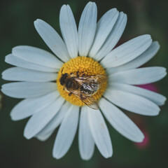 Obraz premium Macro Flowers with bee Photography Moody Style. High quality photo