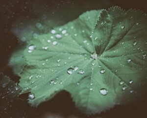 Macro Flowers Photography Moody Style. High quality photo