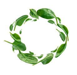 Green spinach leaves levitate on a white background