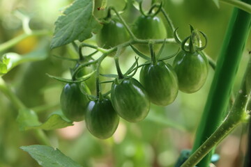 家庭菜園の熟す前の緑のミニトマト
