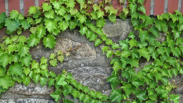 Green ivy vines on the stone wall (Hedera)