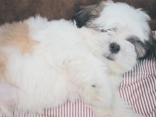 Cute Shih Tzu puppy looking up at camera. Dog waiting for owner to play or eat food concept.