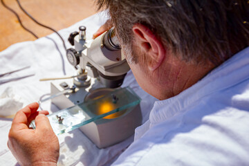 Veterinarian looks thru microscope at glass plates with a tissue sample, examines the parasites