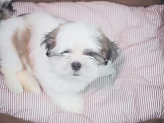 Cute Shih Tzu puppy looking up at camera. Dog waiting for owner to play or eat food concept.