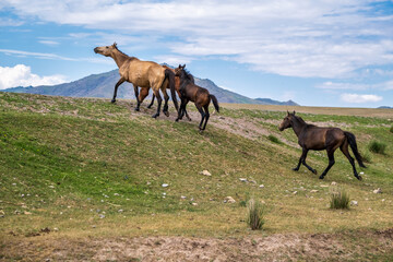 horse and foal in the mountains