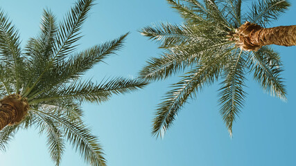 Palm trees in blue sky in backlit summer sunlight, bottom up view. Green palm leaves sway in warm...