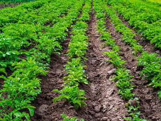 Green bushes of potatoes on a farm field. Growing potatoes. Agricultural business. Plowed land of a farm field. Agricultural harvest. Green leaves. Background image.