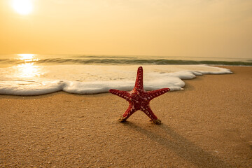 Fototapeta na wymiar Red starfish standing on the beach with foam at the seaside in the morning, sunshine background. Summer vacation concept.
