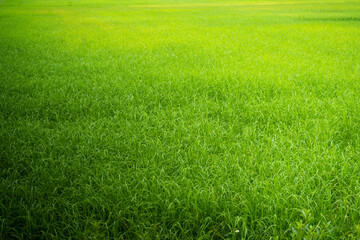 Obraz na płótnie Canvas green rice field background