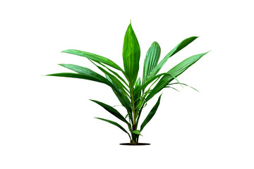 Young oil palm tree, isolated on white background with clipping path.