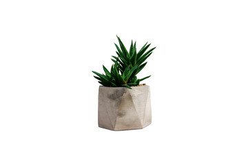 Cactus tree in the white pot, isolated on white background with clipping path.
