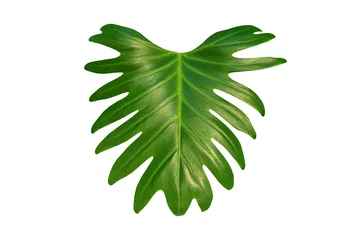 Küchenrückwand glas motiv Monstera Tropical green leaves, Green Monstera leaves isolated on white background with clipping path. Beautiful green leaf for decoration.