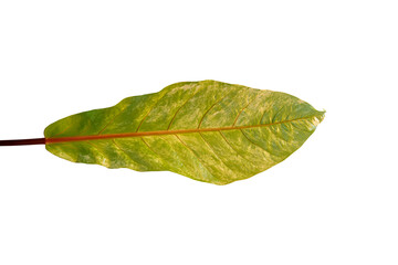 Obraz premium Tropical green leaves, Green Anthurium leaves isolated on white background with clipping path. Beautiful new green leaf for decoration.