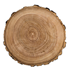 Cut, slice, section of tree wood isolated on a white background.  Macro shot of a cut tree with annual rings. Stump, trunk of an old tree. - obrazy, fototapety, plakaty
