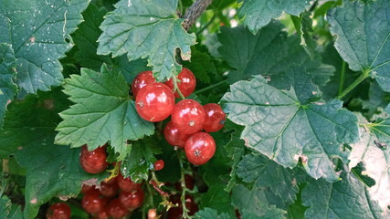 A bunch of red currants on a branch in the garden. In the green leaves of a currant bush