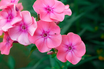 Obraz na płótnie Canvas Pink flower close-up on green background
