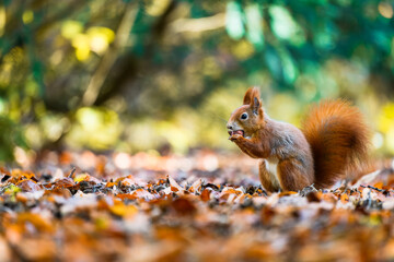 The Eurasian red squirrel (Sciurus vulgaris) in its natural habitat in the autumn forest. Portrait of a squirrel close up. The forest is full of rich warm colors.