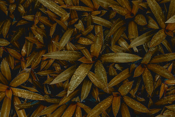 abstract red leaf texture, closeup nature view of leaves background and water drop.