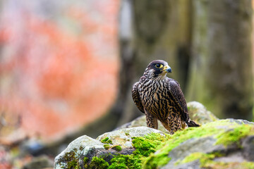 The peregrine falcon (Falco peregrinus) sitting in a forest on a stone and looking out for its prey. Autumn forest.