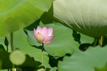 ひっそりと咲く蓮の花