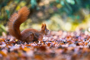 The Eurasian red squirrel (Sciurus vulgaris) in its natural habitat in the autumn forest. Portrait of a squirrel close up. The forest is full of rich warm colors.