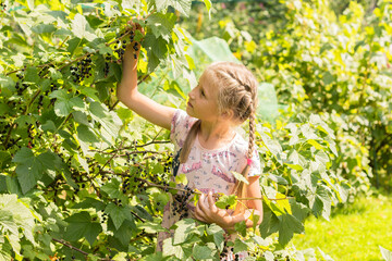 A little blonde girl with pigtails stands in the garden by a bush with black currants. 