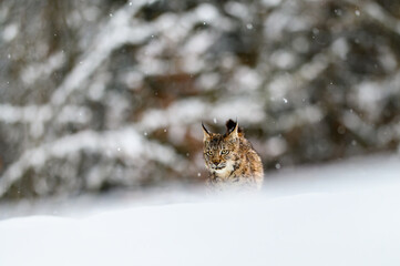 Eurasian lynx (Lynx lynx) in the winter forest in the snow, snowing. Big feline beast, young animal.