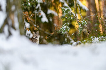 Eurasian lynx (Lynx lynx) in the winter forest in the snow. Big feline beast, young animal.