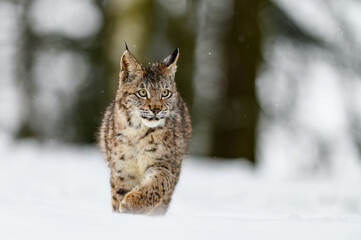Eurasian lynx (Lynx lynx) in the winter forest in the snow, snowing. Big feline beast, young animal.