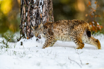 Eurasian lynx (Lynx lynx) in the winter forest in the snow. Big feline beast, young animal.