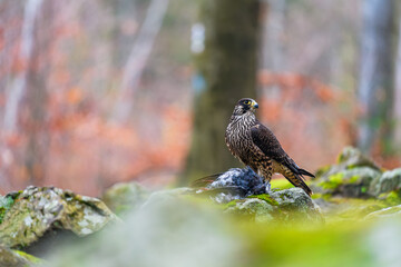 The peregrine falcon (Falco peregrinus) eating its prey on the ground in the autumn forest. Autumn...