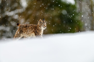 Eurasian lynx (Lynx lynx) in the winter forest in the snow, snowing. Big feline beast, young animal. © Jan Rozehnal