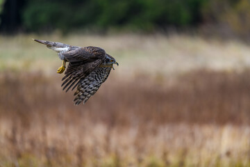 The northern goshawk (Accipiter gentilis) in flight over a field in autumn. Outstretched wings, open beak, screaming, fast-flying bird on the hunt.