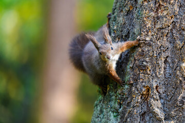 The Eurasian red squirrel (Sciurus vulgaris) in its natural habitat in the autumn forest. Climbing on a tree. Portrait of a squirrel close up.