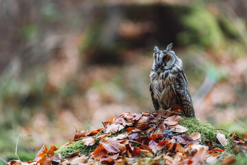 The long-eared owl (Asio otus) sitting in the autumn forest on the ground in the leaves. Colorful autumn forest.