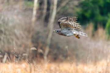 The northern goshawk (Accipiter gentilis) in flight over a field in autumn. Outstretched wings, a...