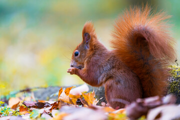 The Eurasian red squirrel (Sciurus vulgaris) in its natural habitat in the autumn forest. Portrait of a squirrel close up. The forest is full of rich warm colors.