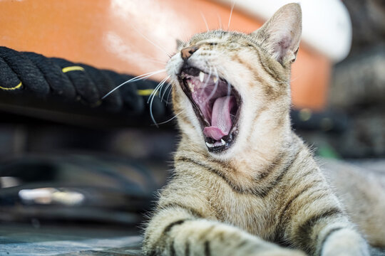 Cat is resting on a sunny day in summer. Street cat in nature.