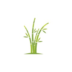 Bamboo with green leaf